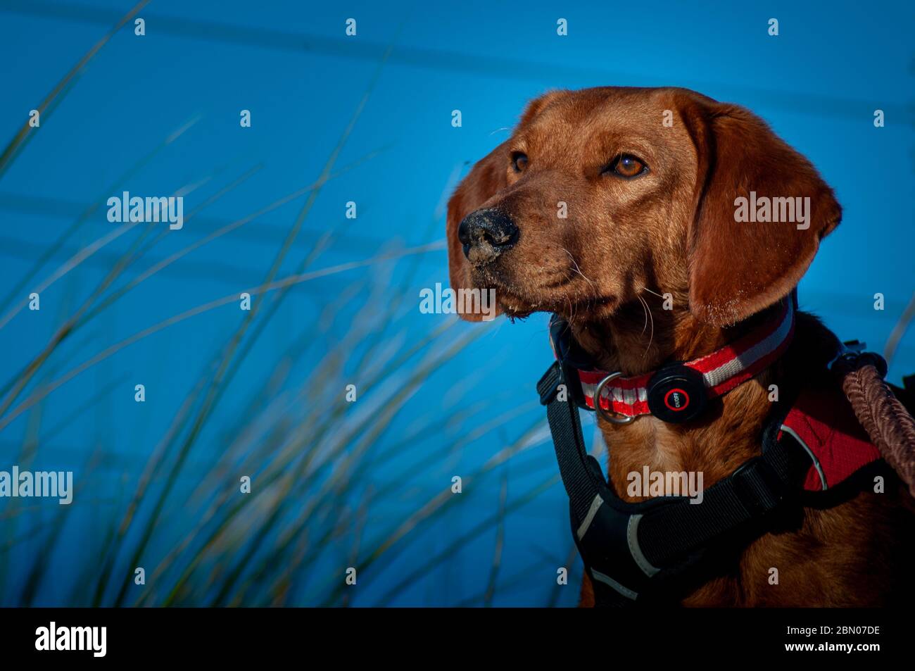 Un dischetto rosso arato cane serbo Hound con un imbragatura, collare, piombo e naso sabbioso guarda in lontananza su una spiaggia contro un cielo blu. Foto Stock