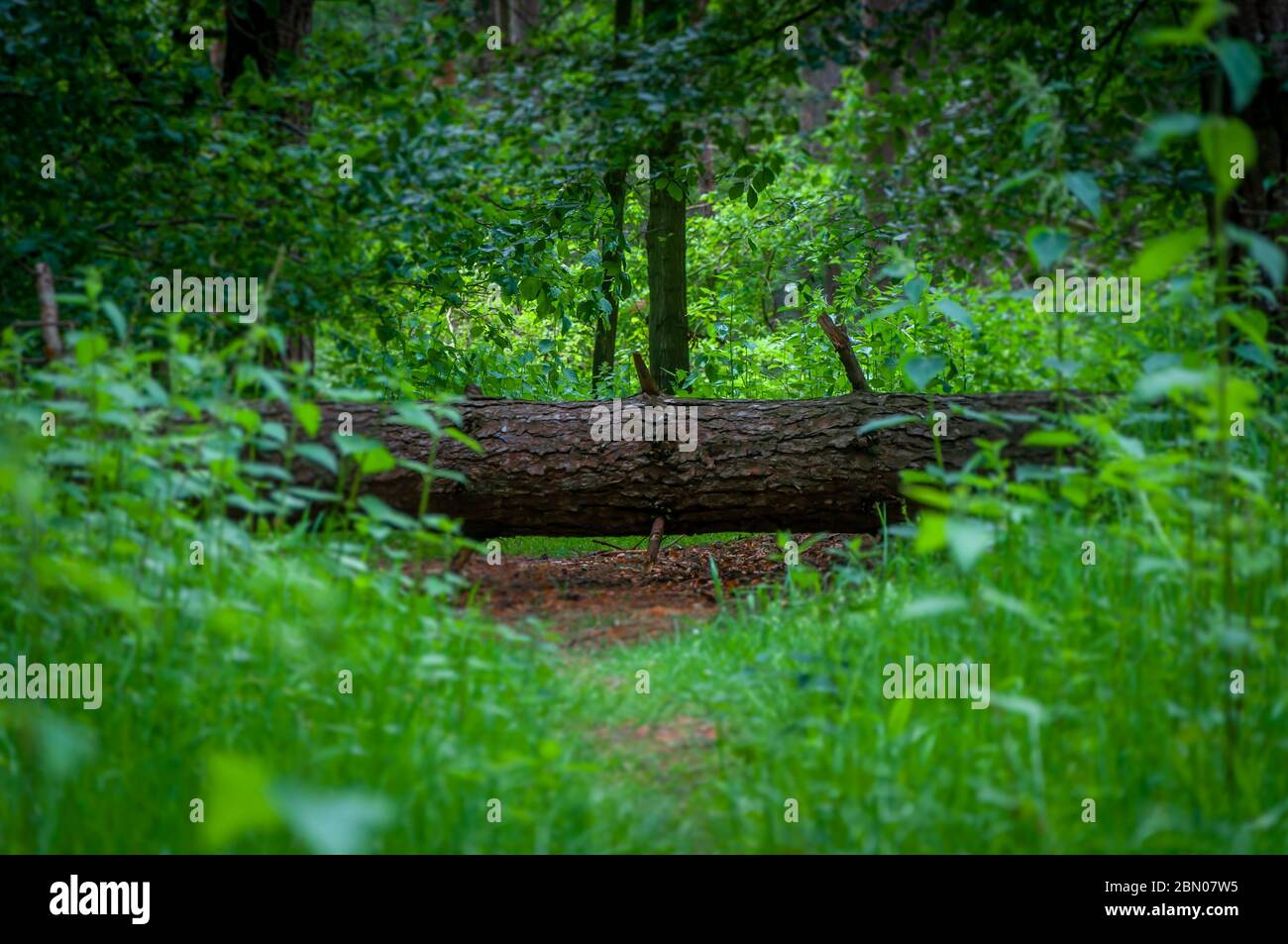Un albero caduto in una lussureggiante foresta verde blocca il percorso. La strada da percorrere è limitata. Concetto. Foto Stock