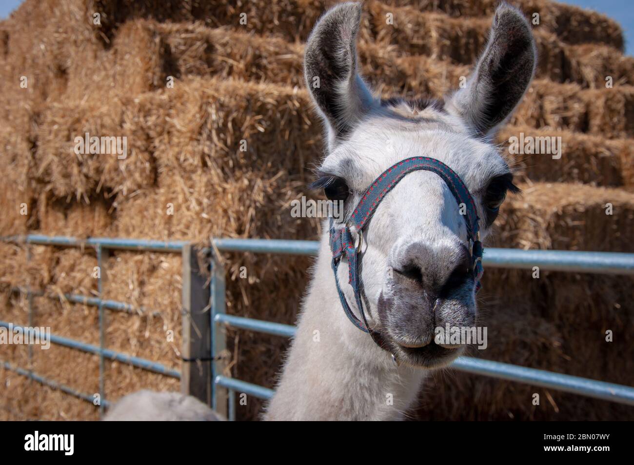 Un lama curioso con un'imbracatura che guarda direttamente la telecamera accanto ad un cancello di fattoria con grandi chiodi di paglia nel sfondo Foto Stock