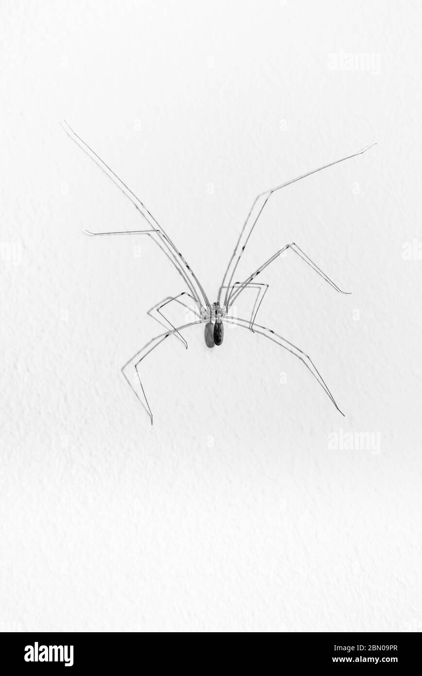 Close up daddy long legs spider Foto e Immagini Stock in Bianco e Nero - Alamy