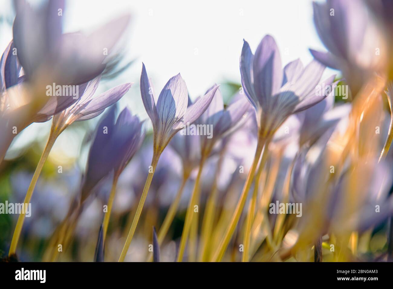 Giardinaggio, piantando concetto. Сlose di Colchicum autumnale/ Crocus - fiore viola autunno sul campo, soft focus selettivo, vista dal basso. Giorno di sole Foto Stock
