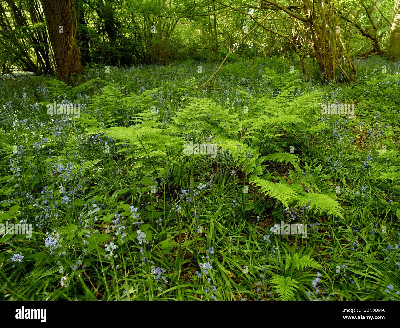 Felci grumi che spingono su nuovo fronte in bosco nel sole di primavera, Surrey, Inghilterra, Regno Unito, Europa Foto Stock