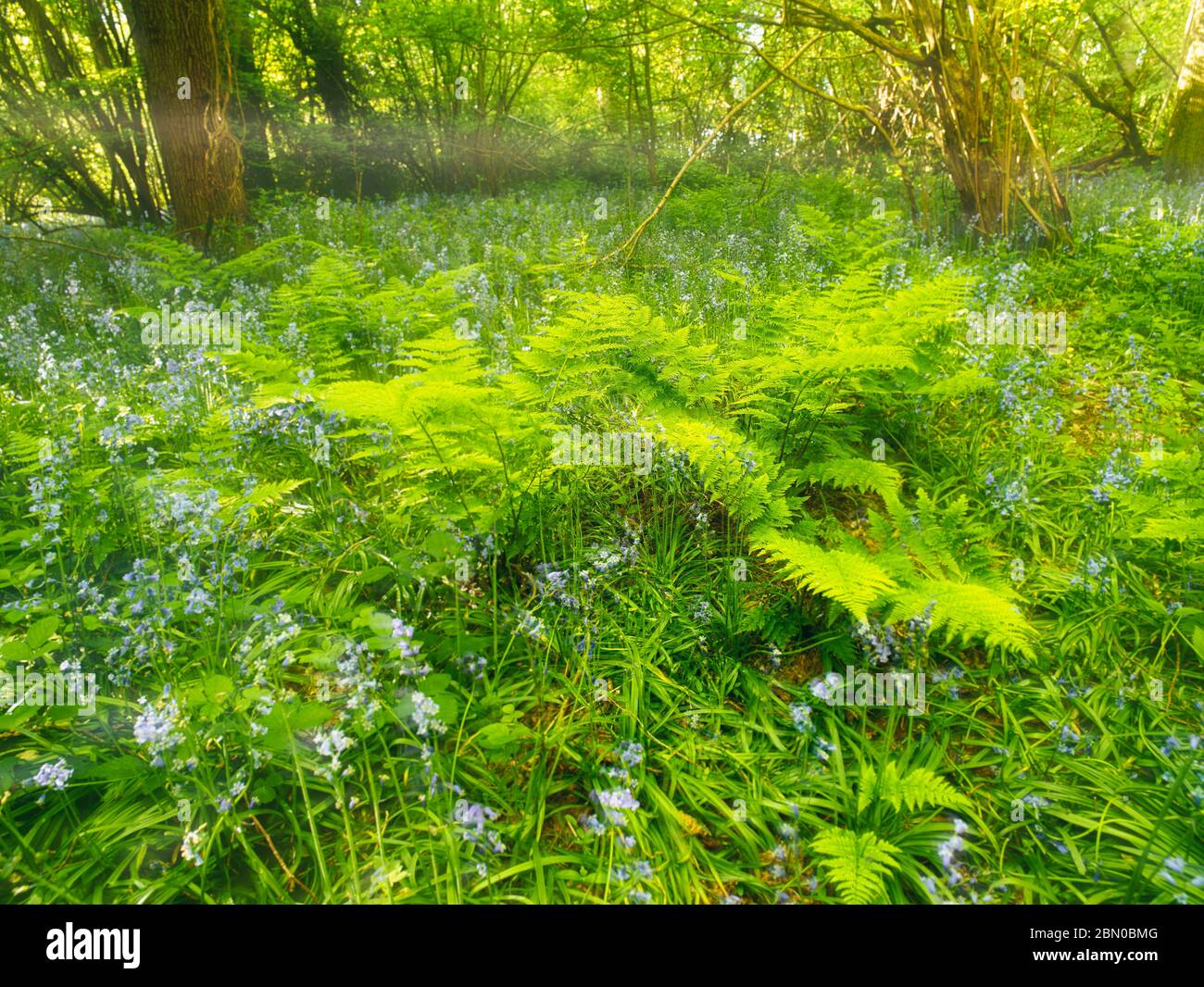 Felci grumi che spingono su nuovo fronte in bosco nel sole di primavera, Surrey, Inghilterra, Regno Unito, Europa Foto Stock