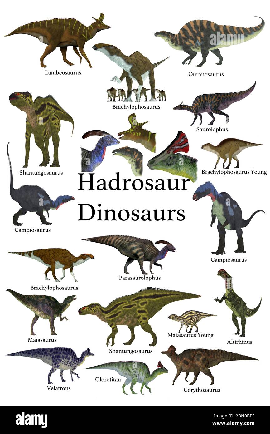 Dinosauri di Hadrosaur - questa è una collezione di dinosauri erbivori di ornitopod Hadrosaur che hanno una becco d'anatra con alcuni di loro con una cresta cranica. Foto Stock