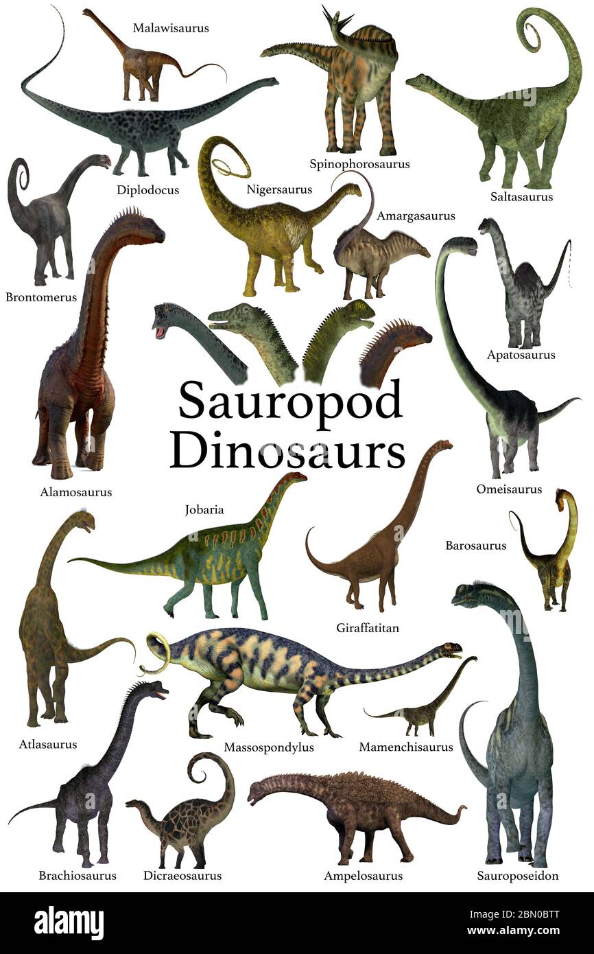 Dinosauri sauropodi - questa è una collezione di dinosauri sauropodi erbivori che hanno lunghi colli e code con piccole teste. Foto Stock