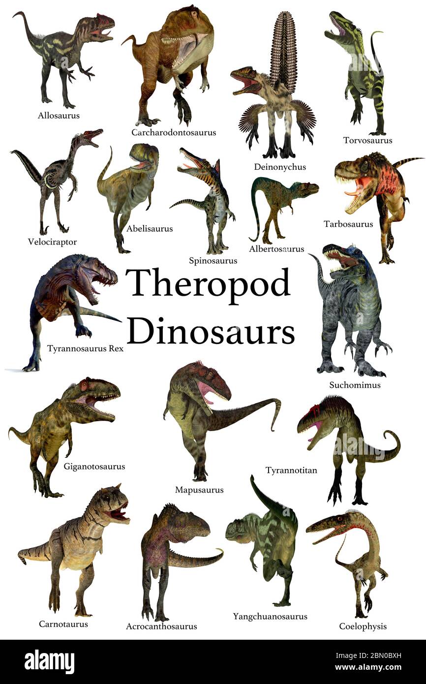 Dinosauri theropodi - una collezione di dinosauri theropodi carnivori dei periodi Cretaceo, Giurassico e Triassico. Foto Stock