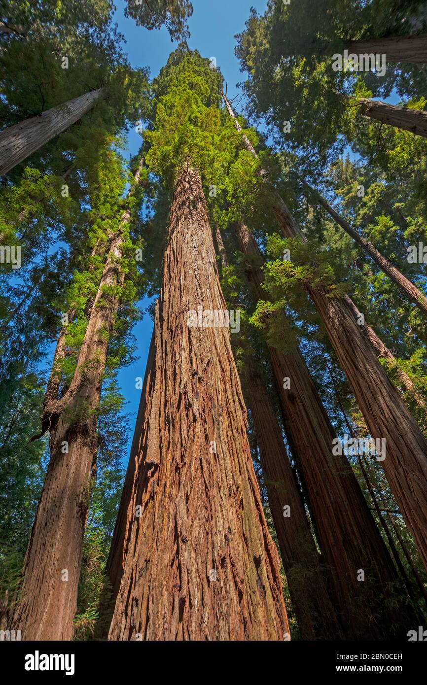 Sequoie costiere che si innalzano nel cielo nel Parco Nazionale di Stout Grove in California Foto Stock