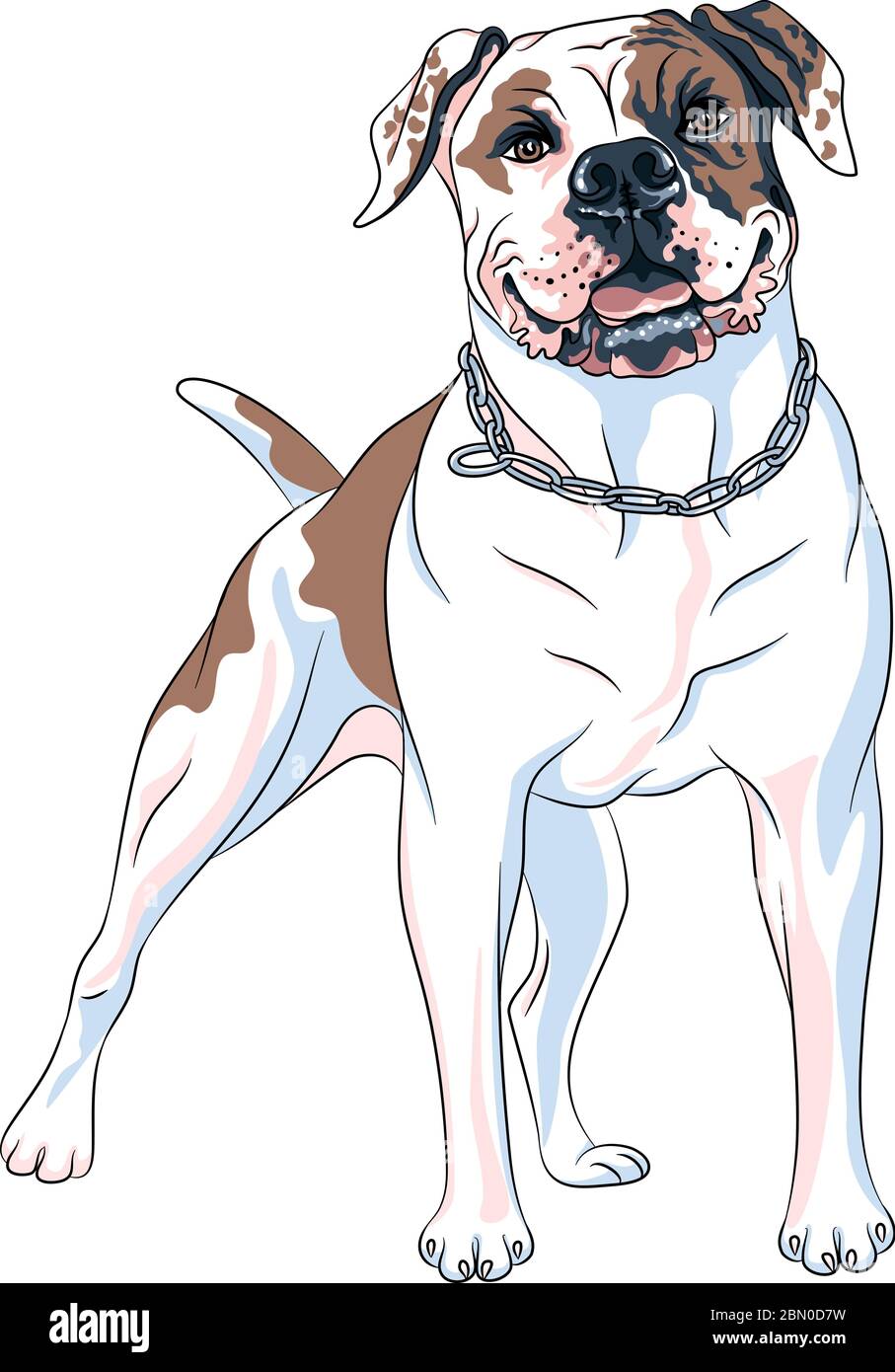 Disegno vettoriale di cane razza Bulldog americana, bianco con macchie di marrone e nero Illustrazione Vettoriale