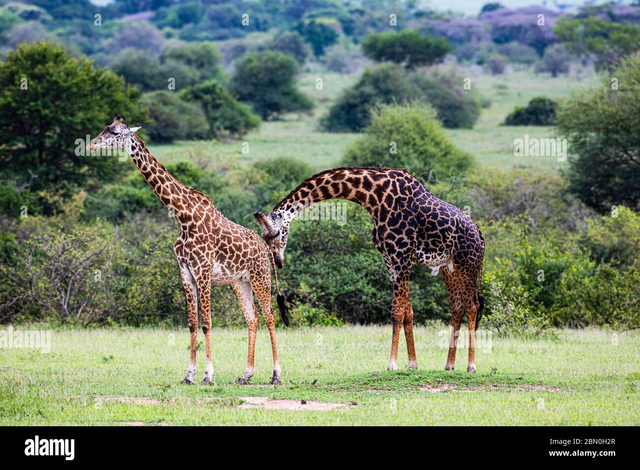 Masai giraffes (Giraffa camelopardalis tippelskirchi), accoppiamento di animali, comportamento, Parco Nazionale Serengeti, Tanzania Foto Stock