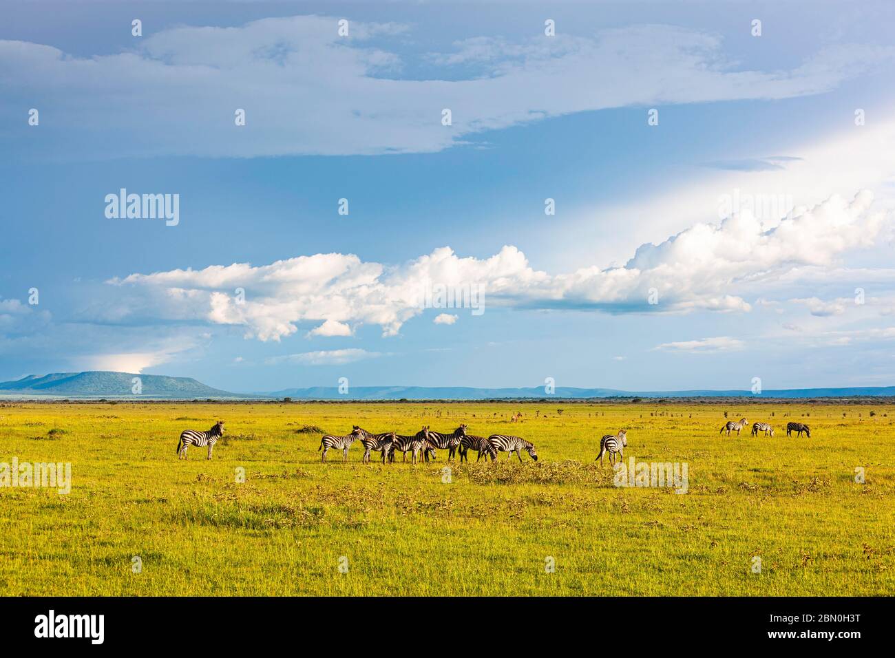 Pianure Zebre (Equus quagga) nel vasto prateria del Serengeti, Parco Nazionale Serengeti, Tanzania Foto Stock