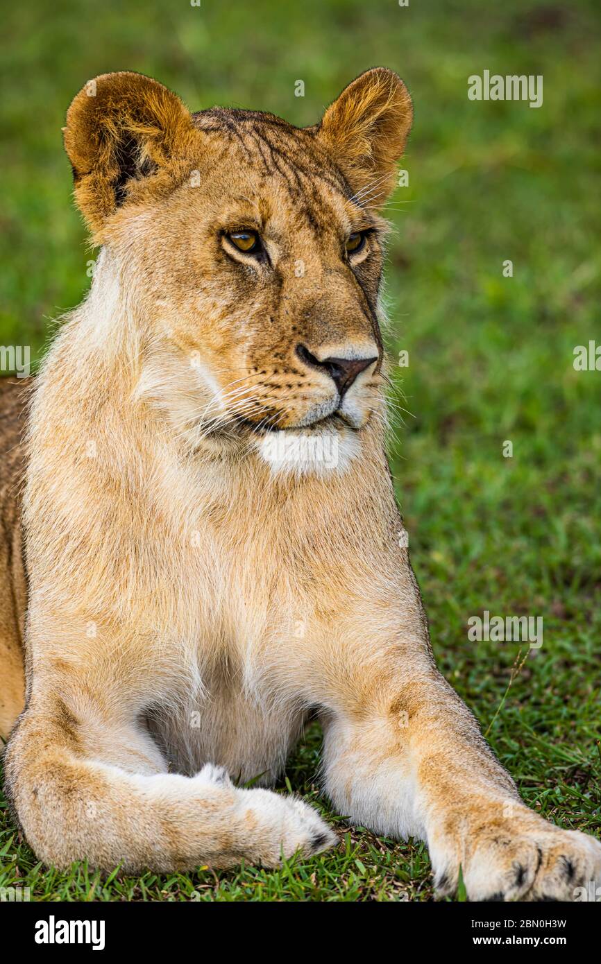 Lioness (Panthera leo), si trova attentamente nell'erba, Parco Nazionale Serengeti, Tanzania Foto Stock