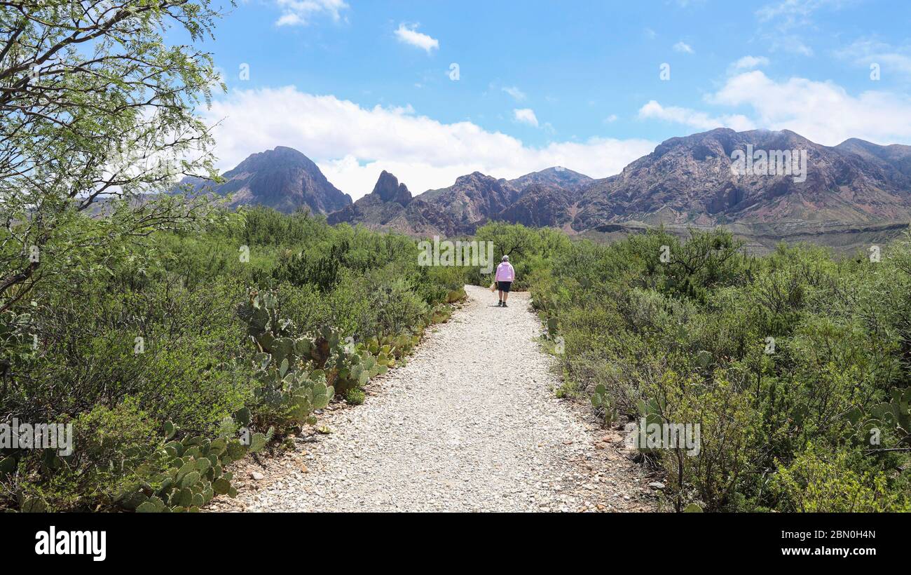 Le Chisos Mountains, viste qui dal Sam Nail Ranch Trail sul Big Bend National Park in Texas, sono di origine vulcanica Foto Stock