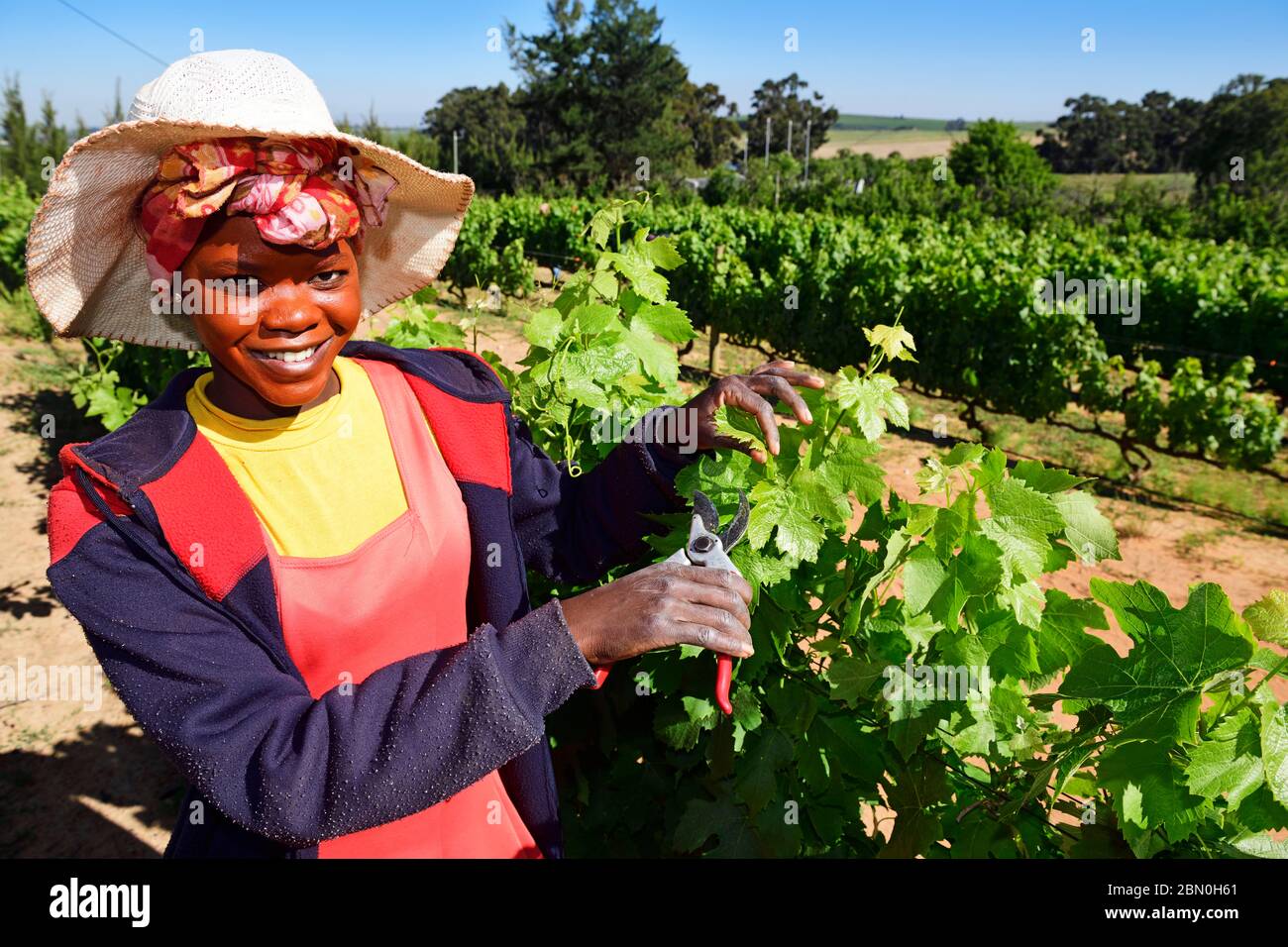 Operaio che pota le viti a l'Avenir Winery, Stellenbosch, Western Cape, Sudafrica Foto Stock
