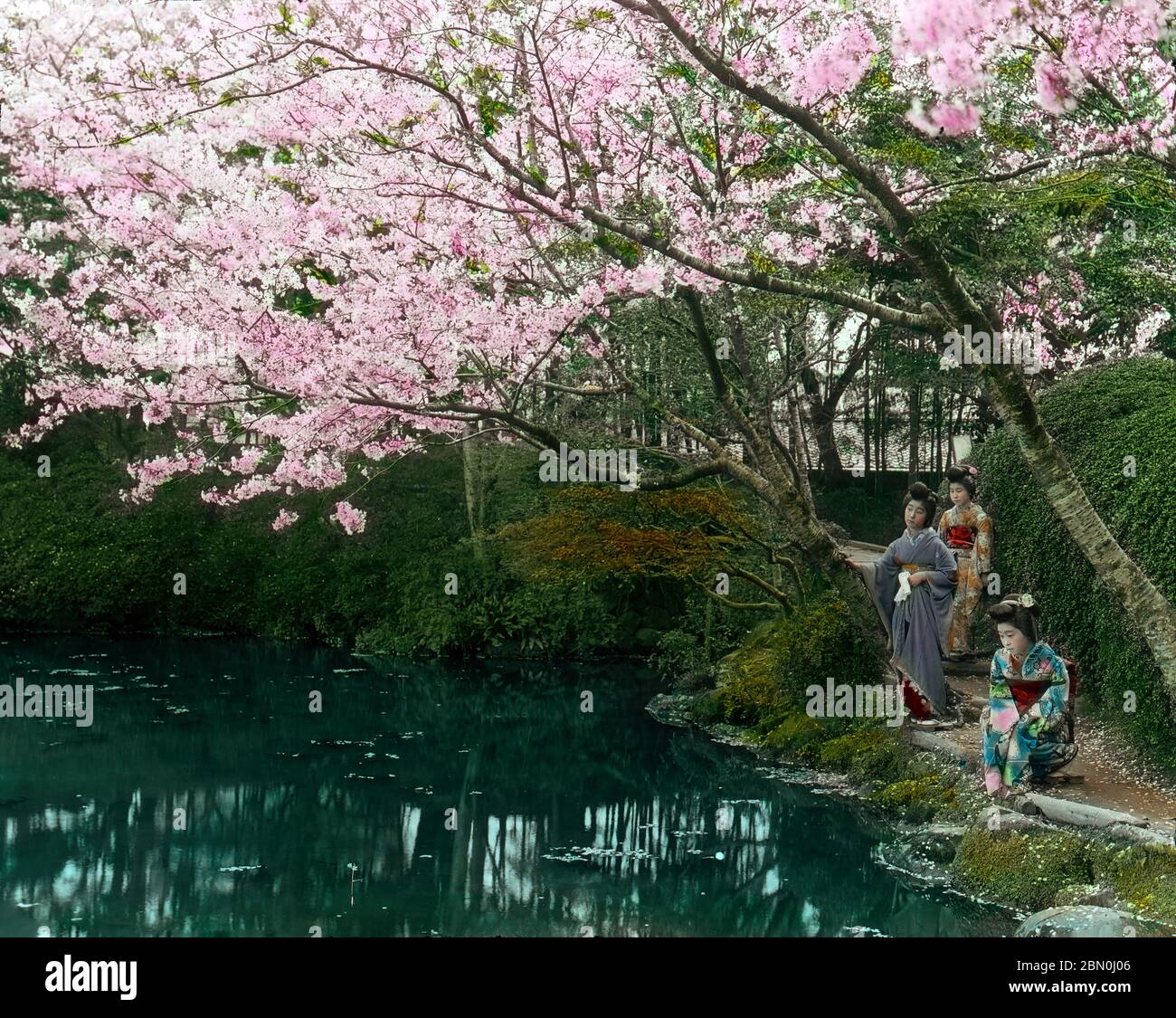 [ 1910 Giappone - Apprentice Geisha ammirando il fiore di ciliegia ] - tre maiko ammirare la vista del giardino di Fugetsuro (浮月楼) a Shizuoka durante il periodo di fioritura dei ciliegi all'inizio della primavera. Fugetsuro è stato creato nel 1869 (Meiji 2) da Tokugawa Yoshinobu (徳川 慶喜, 1837–1913), ultimo shogun giapponese. Visse qui per 20 anni. vetrino vintage del xix secolo. Foto Stock