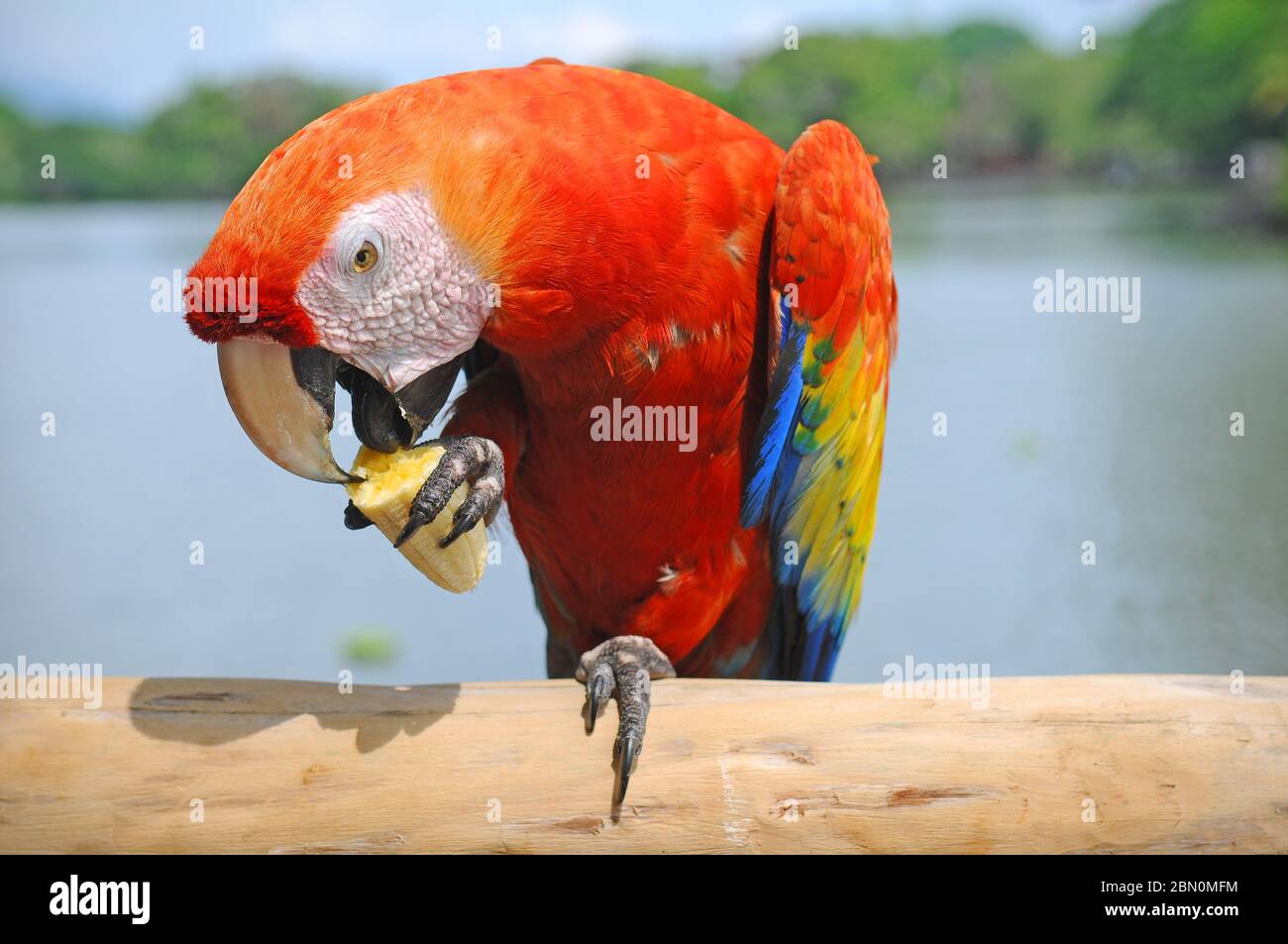 Un macaw scarlatto (Ara macao) mangiare una banana nella foresta pluviale tropicale del Nicaragua, America Centrale. Foto Stock