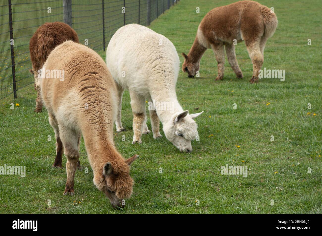 Alpaca amichevole su una fattoria alpaca nel sud-ovest della Pennsylvania, Stati Uniti Foto Stock