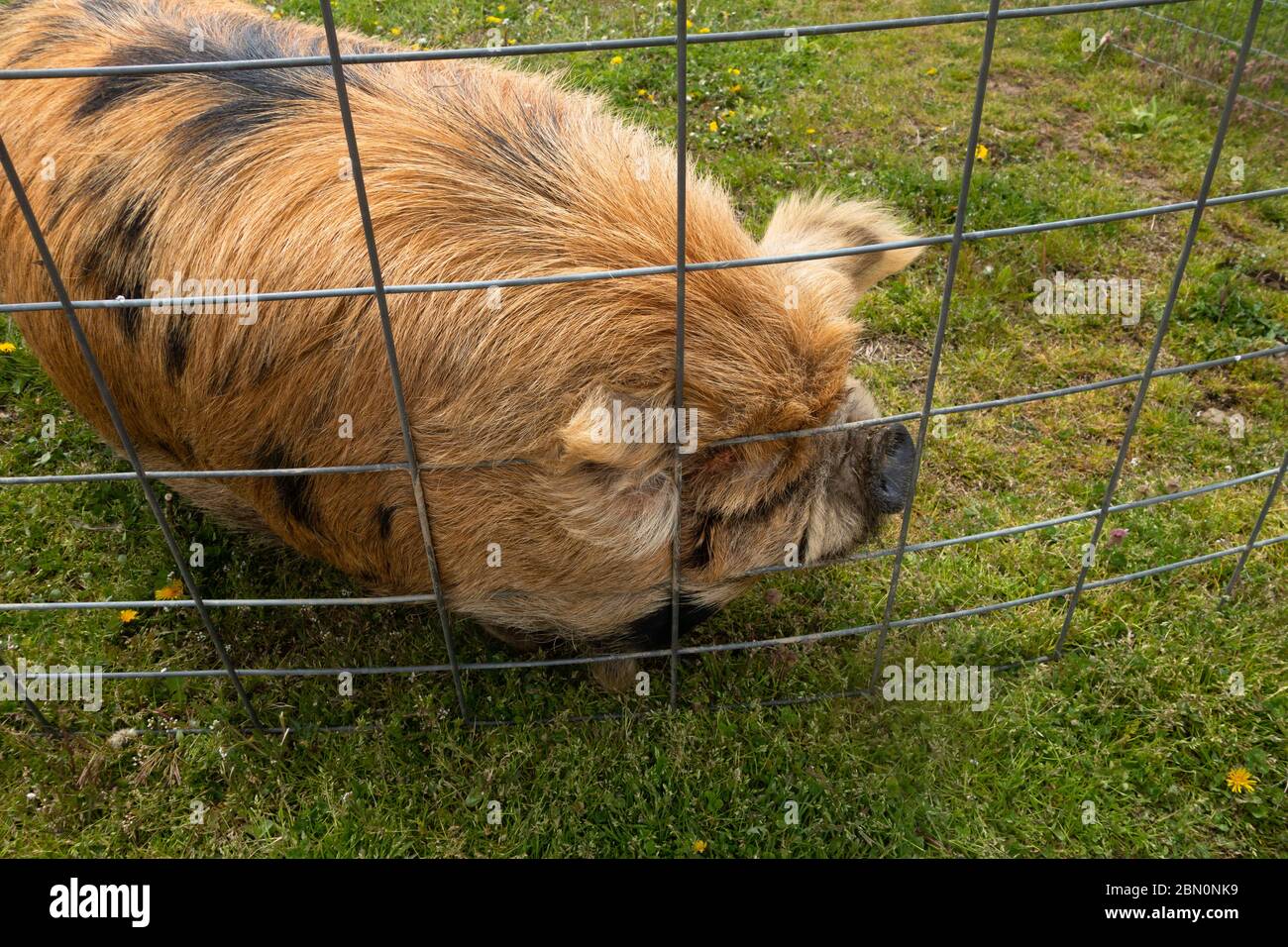Il kunekune è una piccola razza di maiale domestico dalla Nuova Zelanda. Foto Stock
