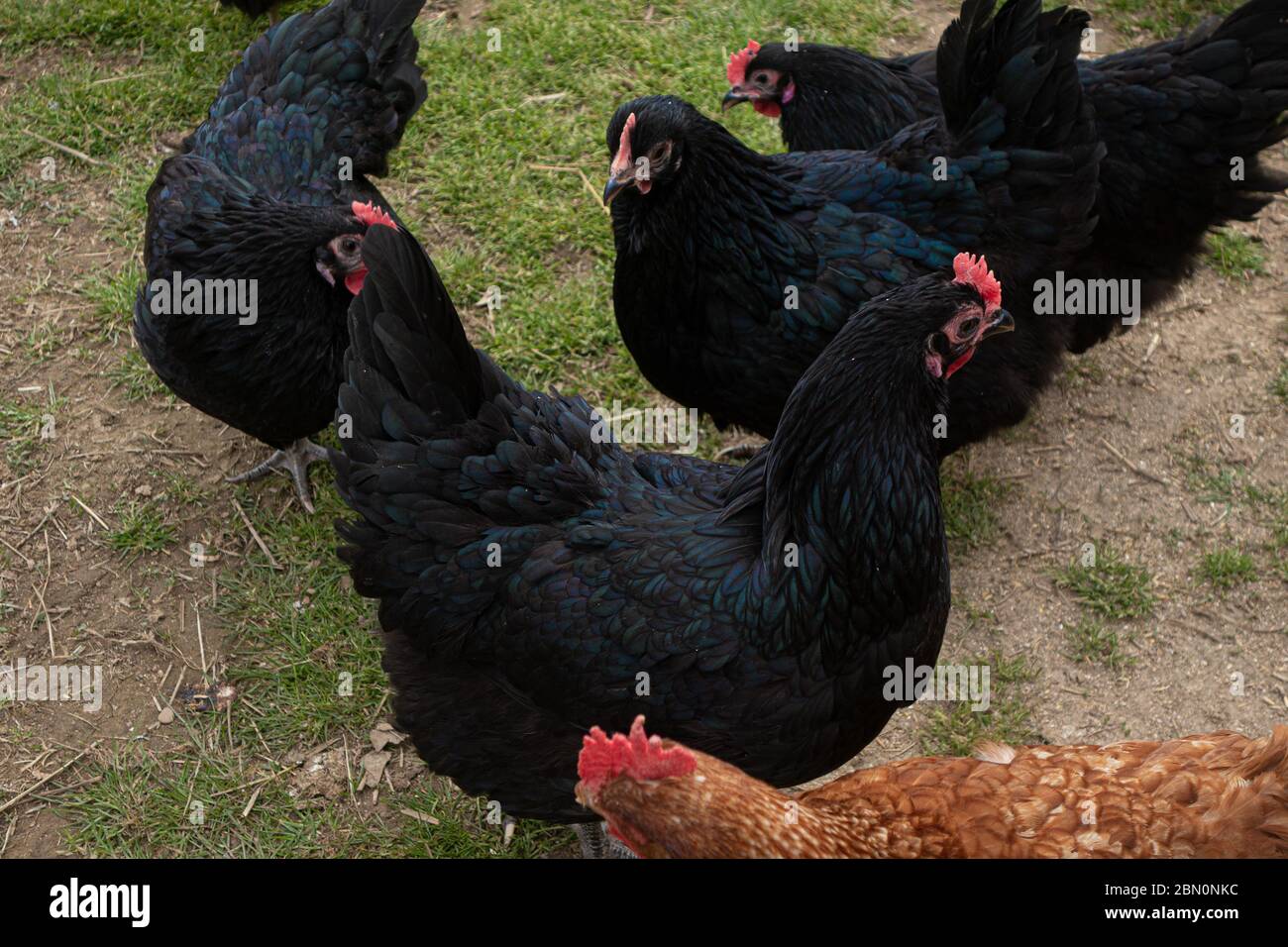 Un gruppo di galline nere e un pollo bruno che si forgia in un campo erboso di una fattoria Foto Stock