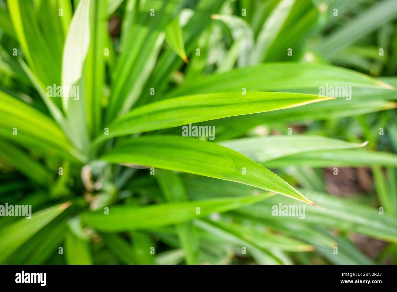 Primo piano delle foglie di Pandan (Pandanus amaryllifolius) in giardino  con luce solare Foto stock - Alamy