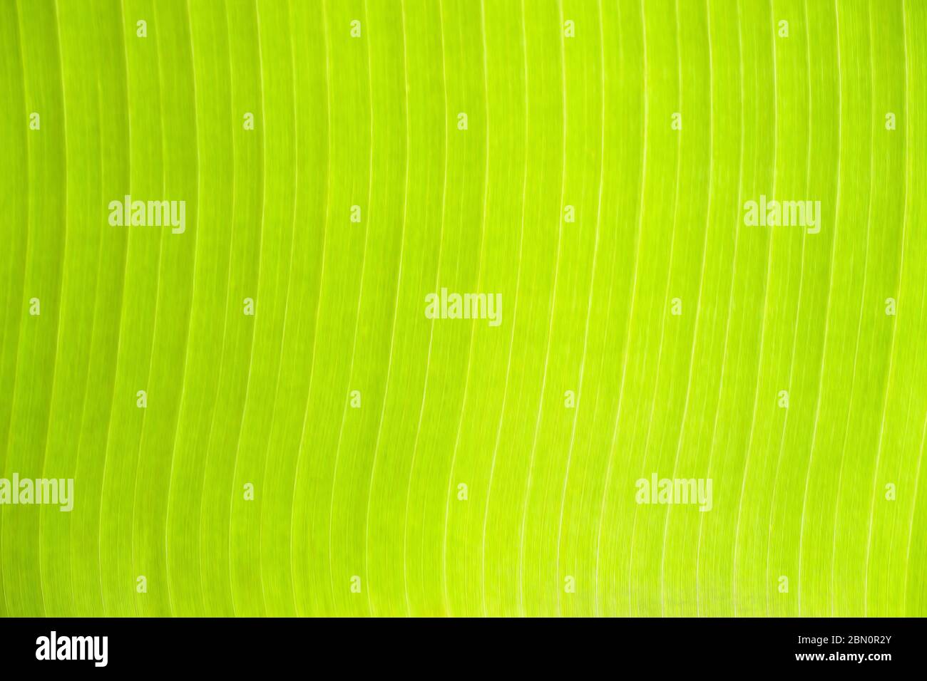 Texture di foglie di banana verde fresco con luce del sole. Sfondo della linea di campitura della foglia. Foto Stock