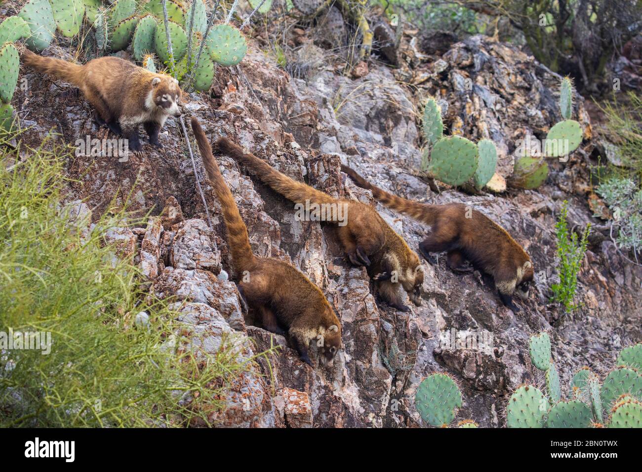 Coatimundi, colossale Cave Mountain Park, Tucson, Arizona. Foto Stock