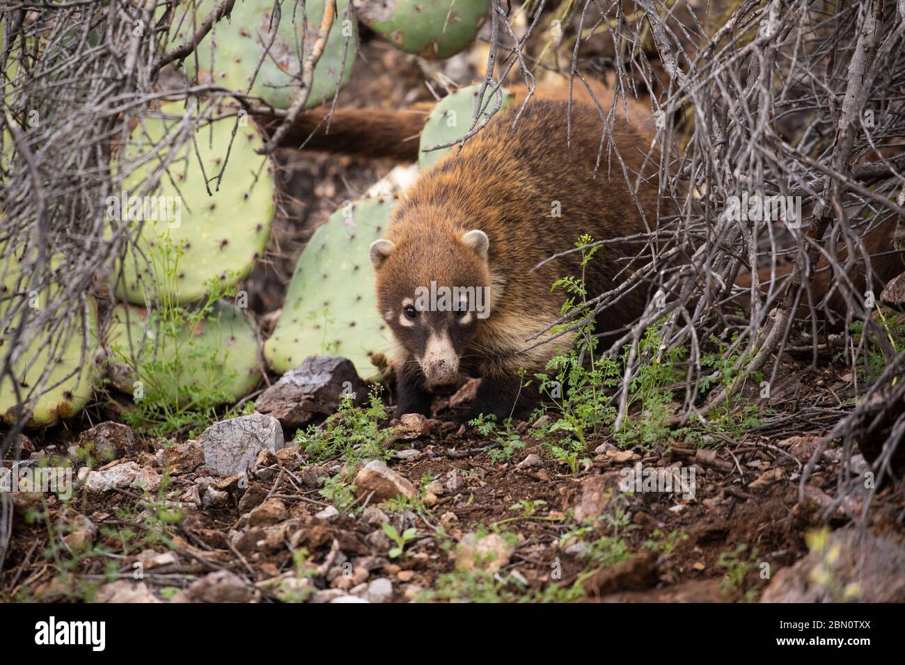 Coatimundi, colossale Cave Mountain Park, Tucson, Arizona. Foto Stock