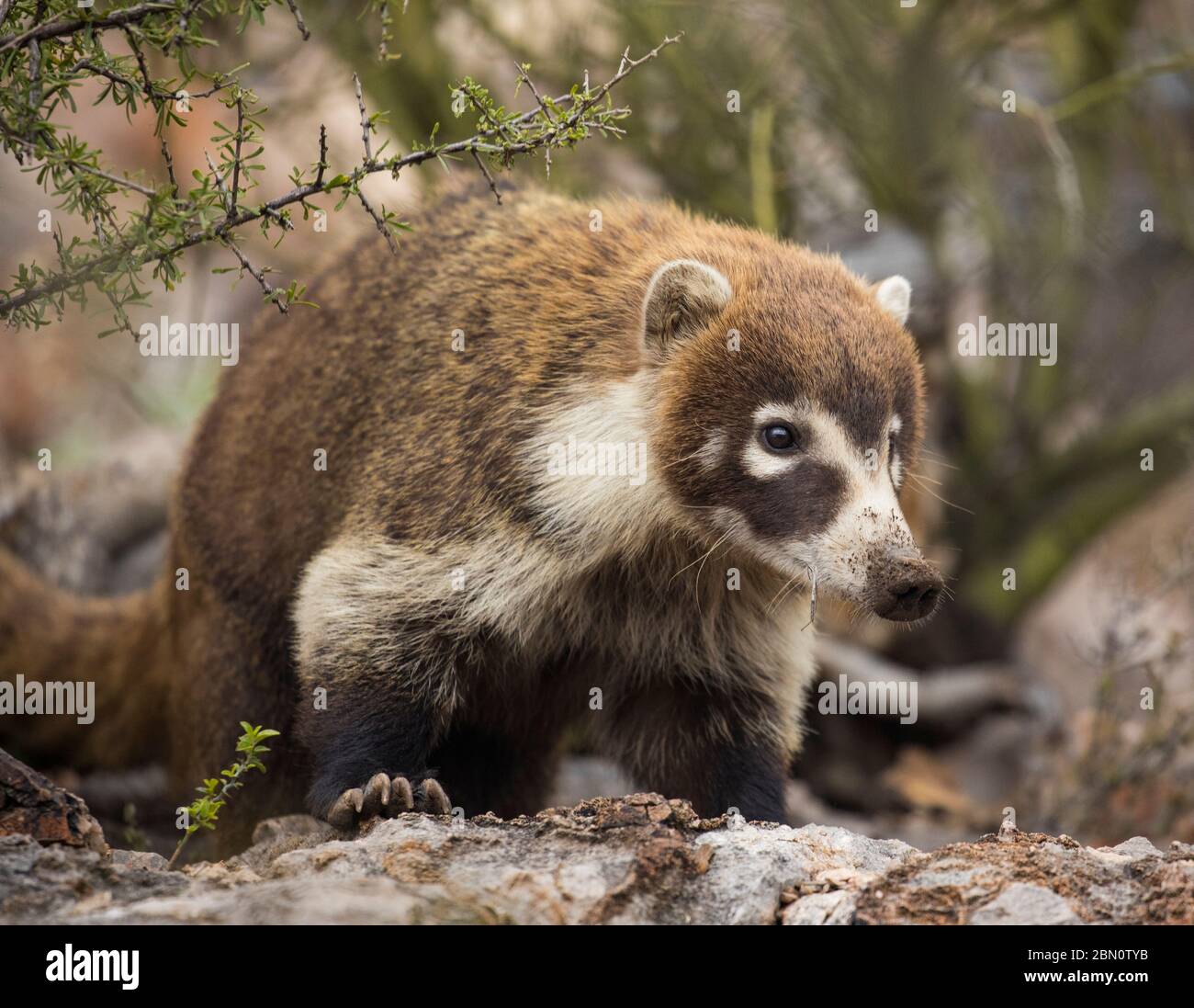 Coatimundi, colossale Cave Mountain Park, Tucson, Arizona. Foto Stock