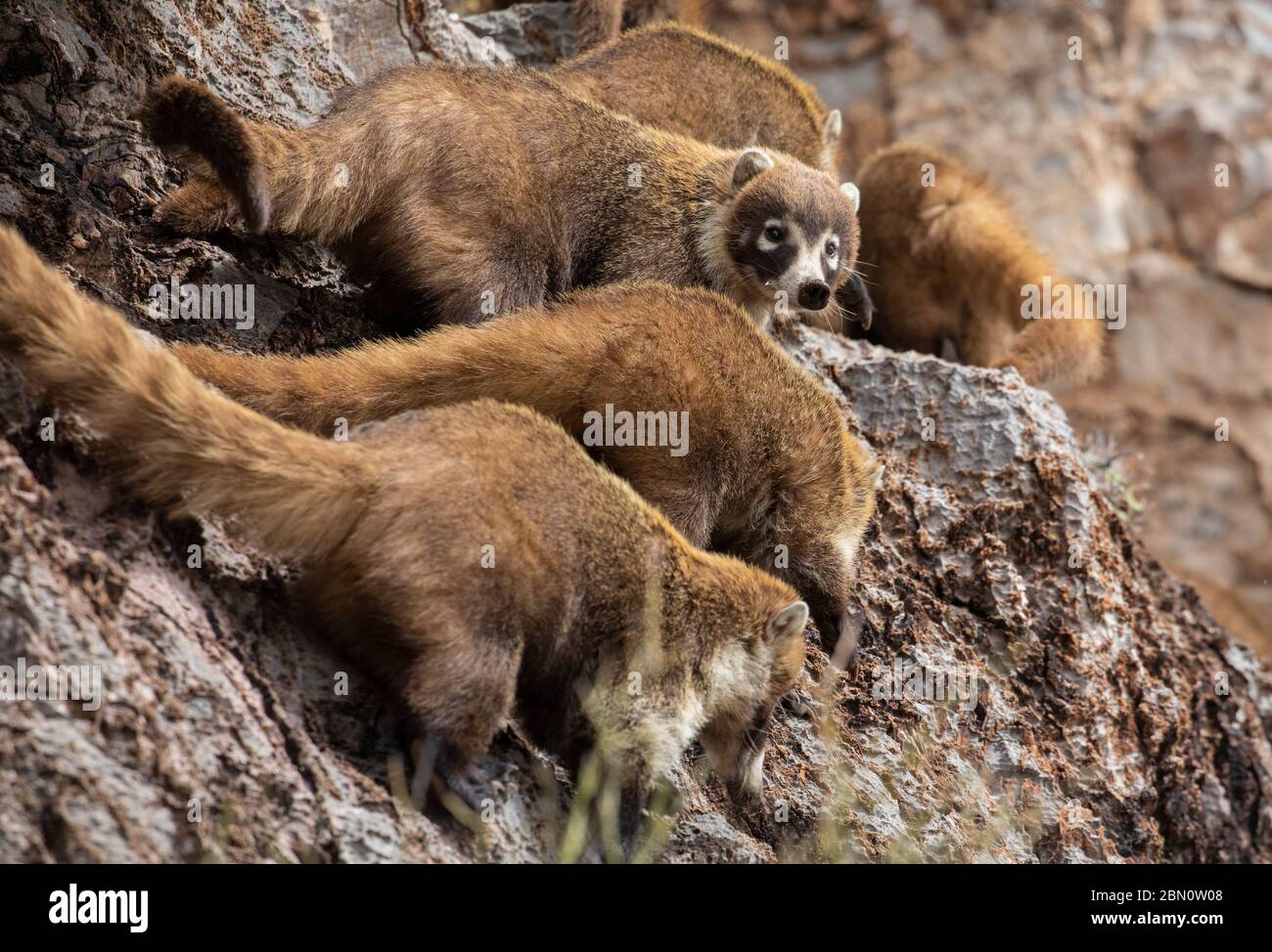 Coatimundi, colossale Cave Mountain Park, Tucson, Arizona. Foto Stock