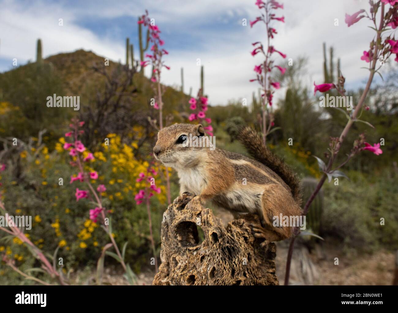 Antelope Ground Squirrel, Tortolita Mountains, Marana, vicino Tucson, Arizona. Foto Stock
