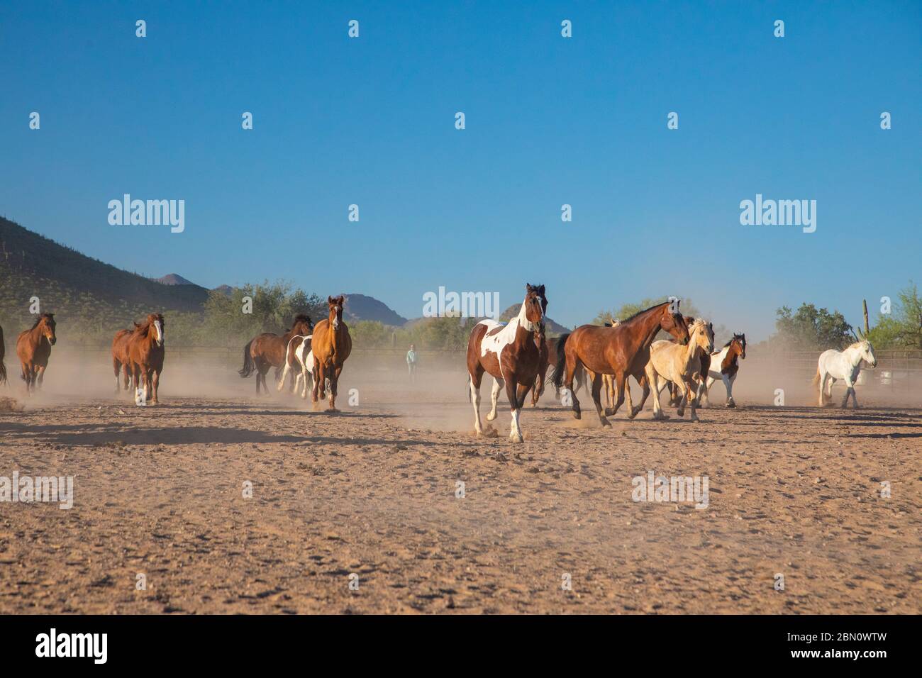 White Stallion Ranch, Tucson, Arizona. Foto Stock