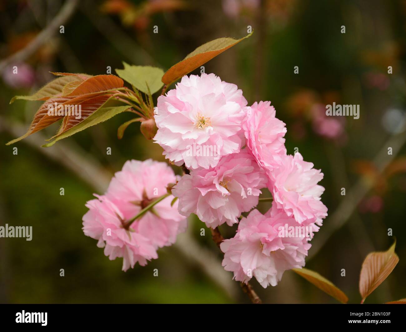 Rosa sakura fiorisce in giardino a Nara del Giappone in aprile Foto Stock