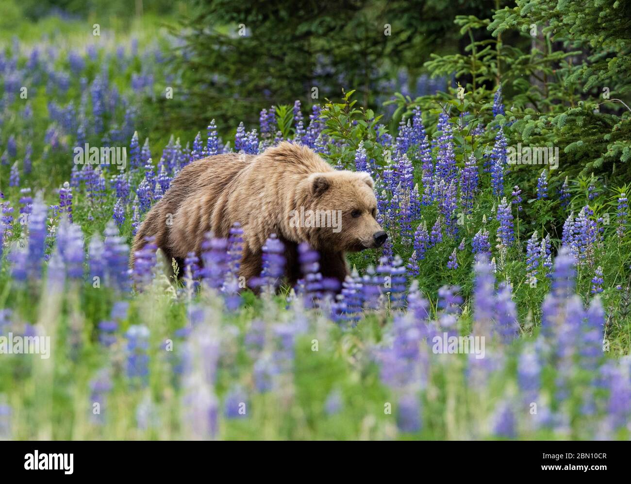 Orso marrone, Parco Nazionale del Lago Clark, Alaska. Foto Stock