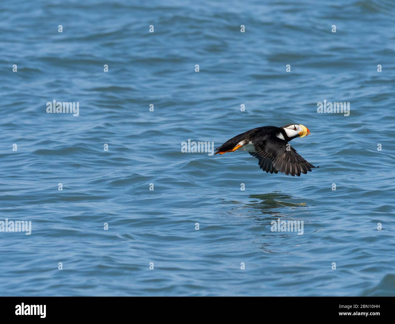 Cornuto Puffin in volo, il Parco Nazionale del Lago Clark, Alaska. Foto Stock