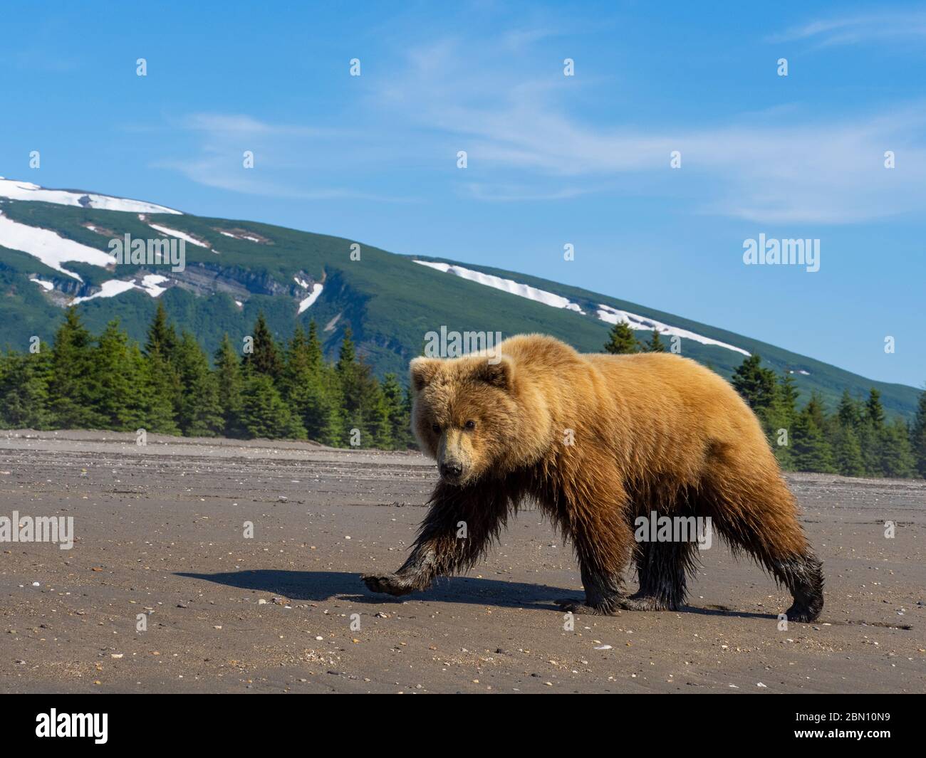 Marrone / Orso grizzly, il Parco Nazionale del Lago Clark, Alaska. Foto Stock