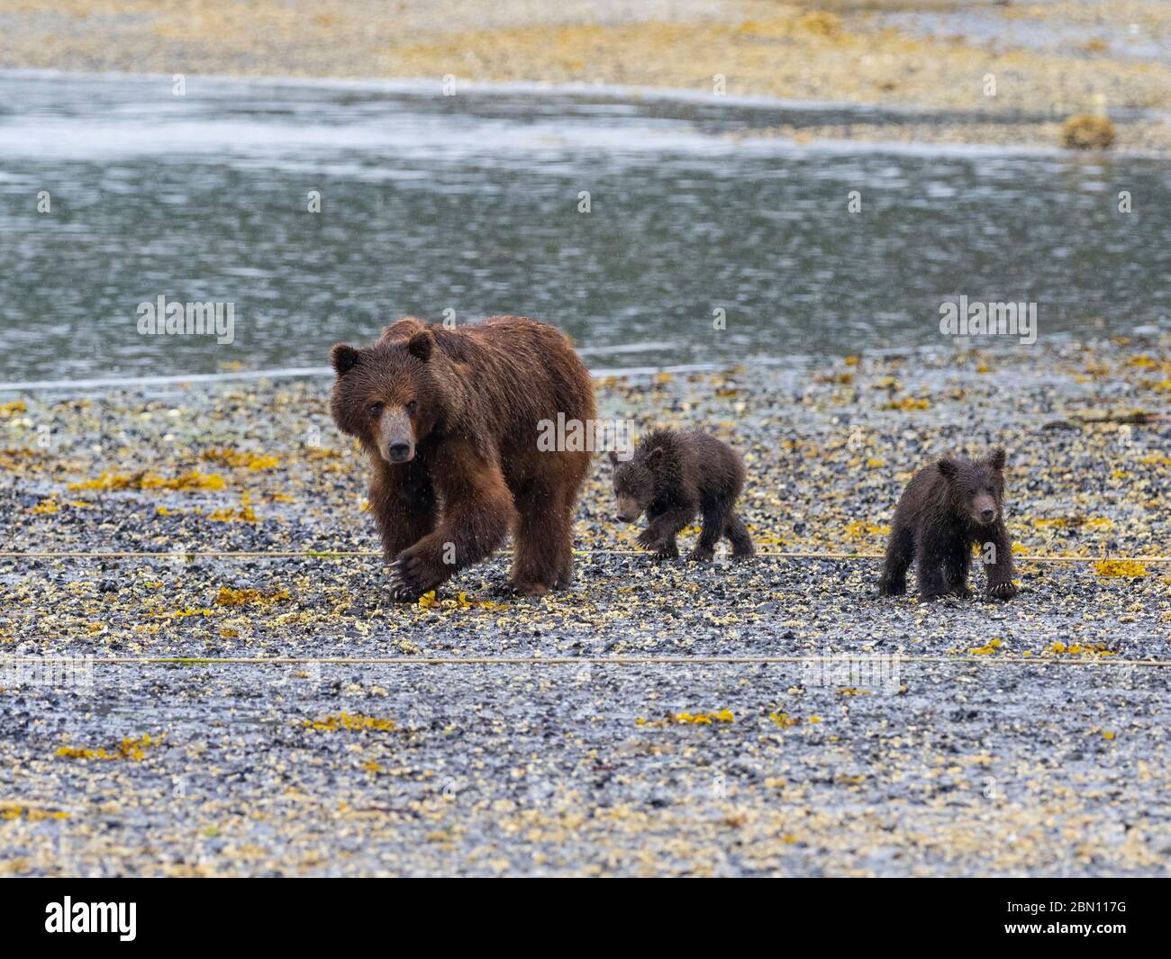 Orso marrone con i cubi di primavera, Pack Creek Bear Viewing Area su Admiralty Island, Tongass National Forest, Alaska. Foto Stock