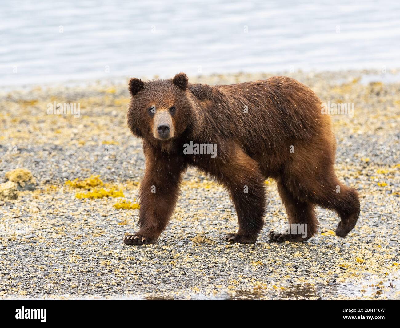 Orso marrone scrofa, Pack Creek Bear Area di osservazione sull'isola di Admiralty, Tongass National Forest, Alaska. Foto Stock