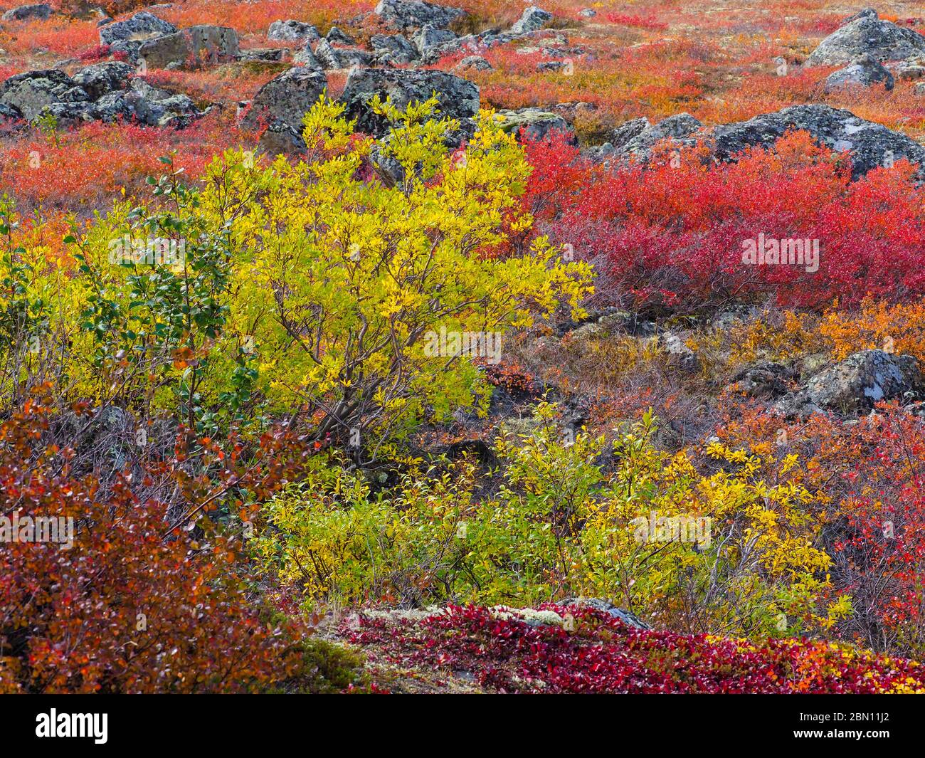 Colori autunnali lungo la Dalton Highway, Brooks Range, Alaska. Foto Stock