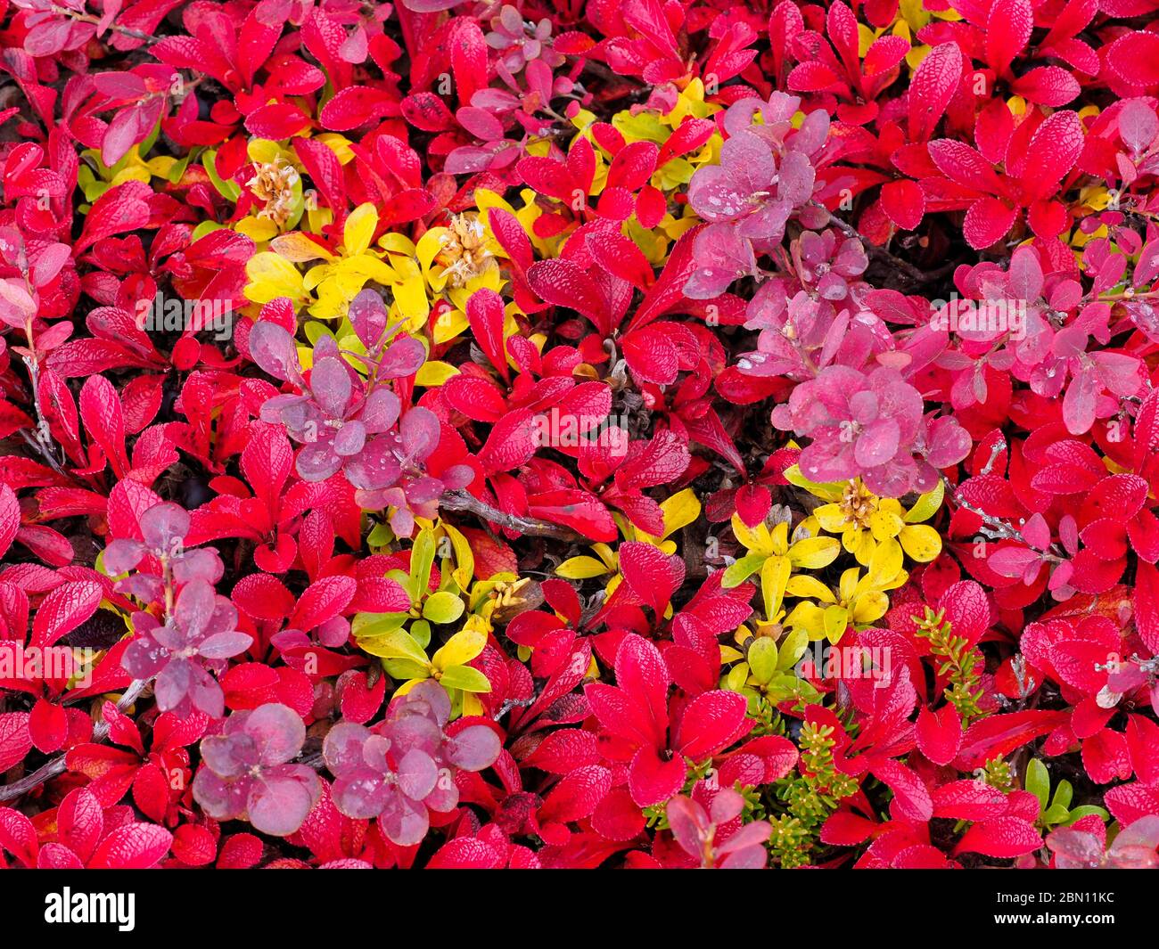 Colori autunnali lungo la Dalton Highway, Brooks Range, Alaska. Foto Stock