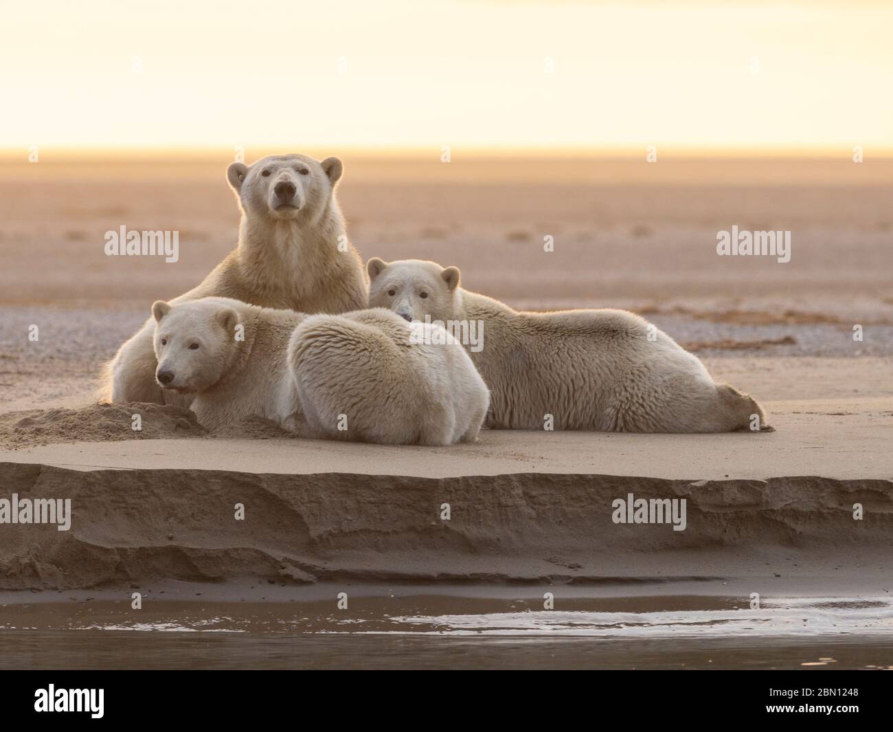 Gli orsi polari (Ursus maritimus), Arctic National Wildlife Refuge, Alaska. Foto Stock