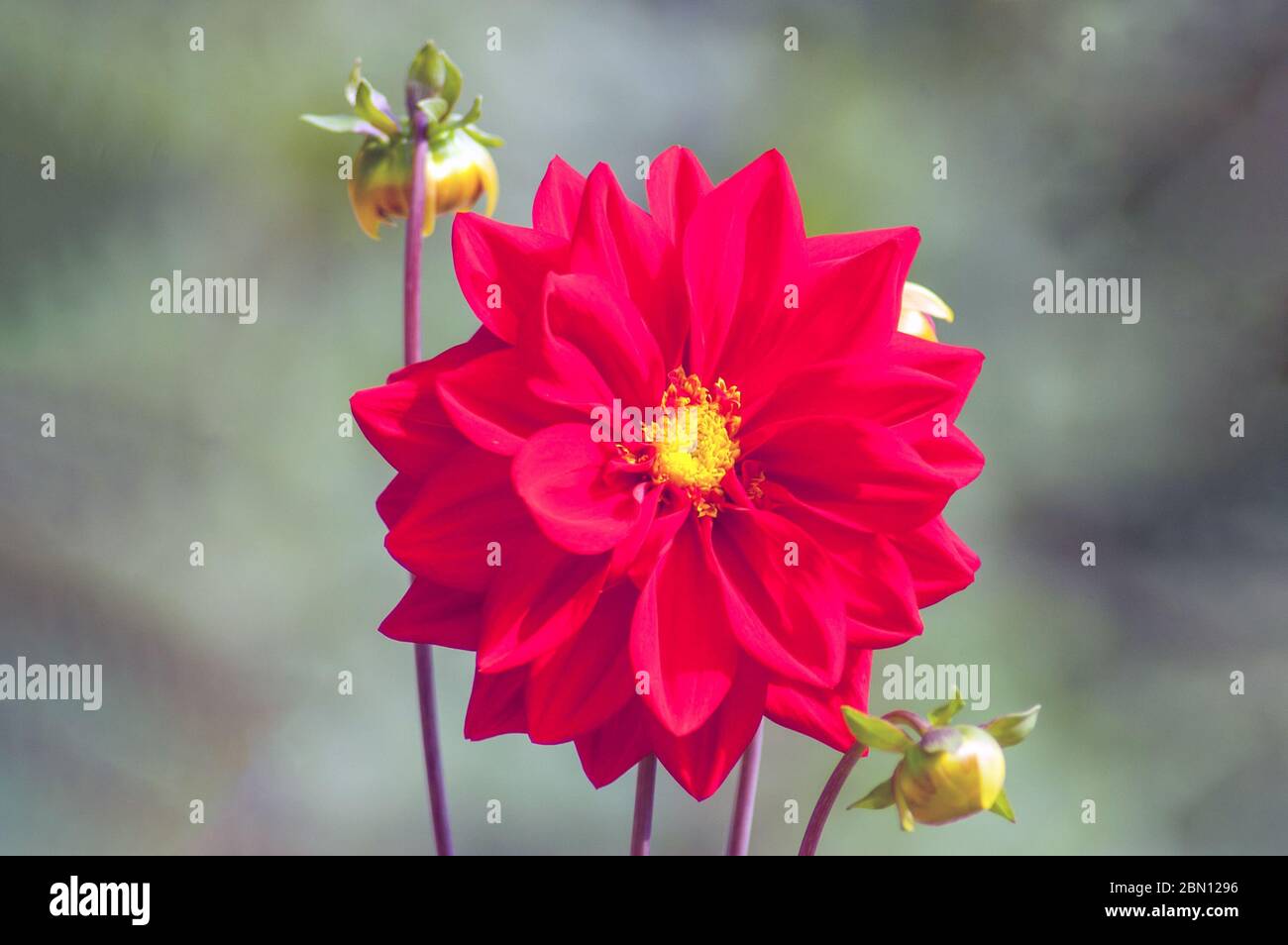 Zinnia rossa in fiore su uno sfondo di verde Foto Stock