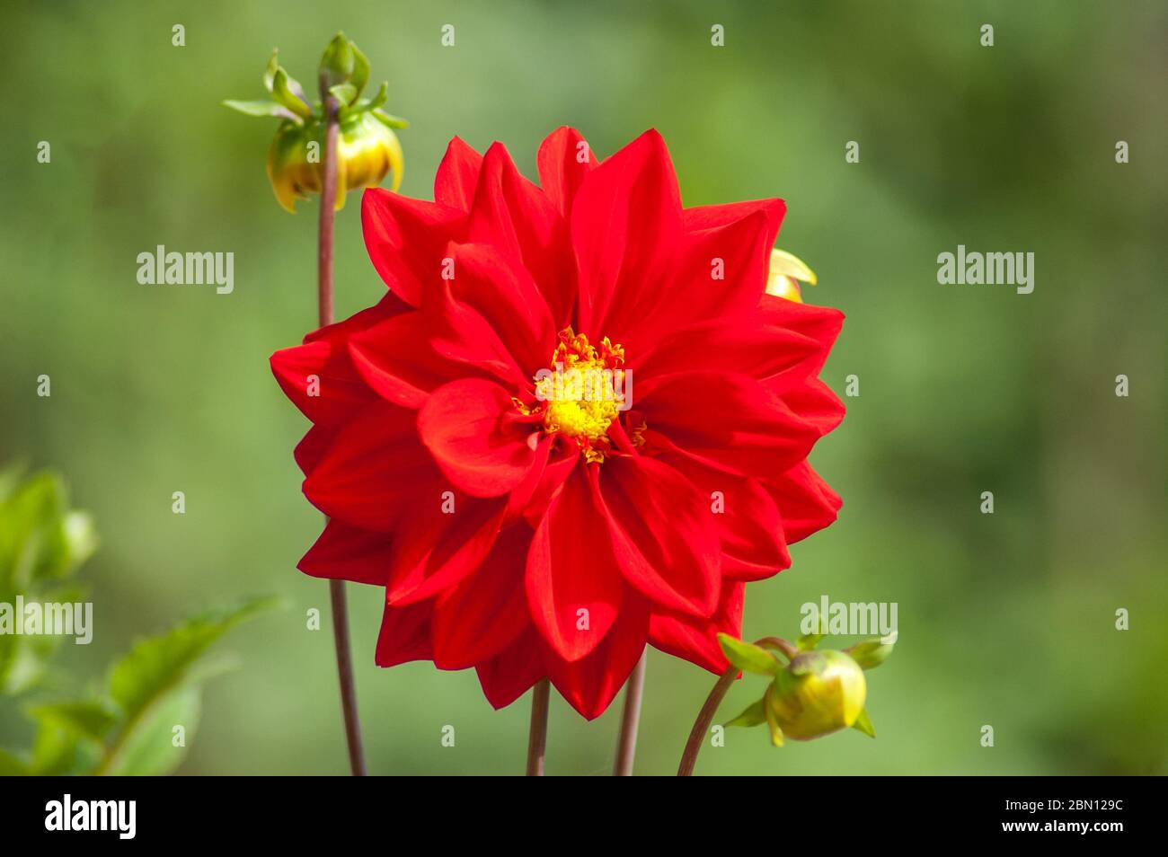 Zinnia rossa in fiore su uno sfondo di verde Foto Stock