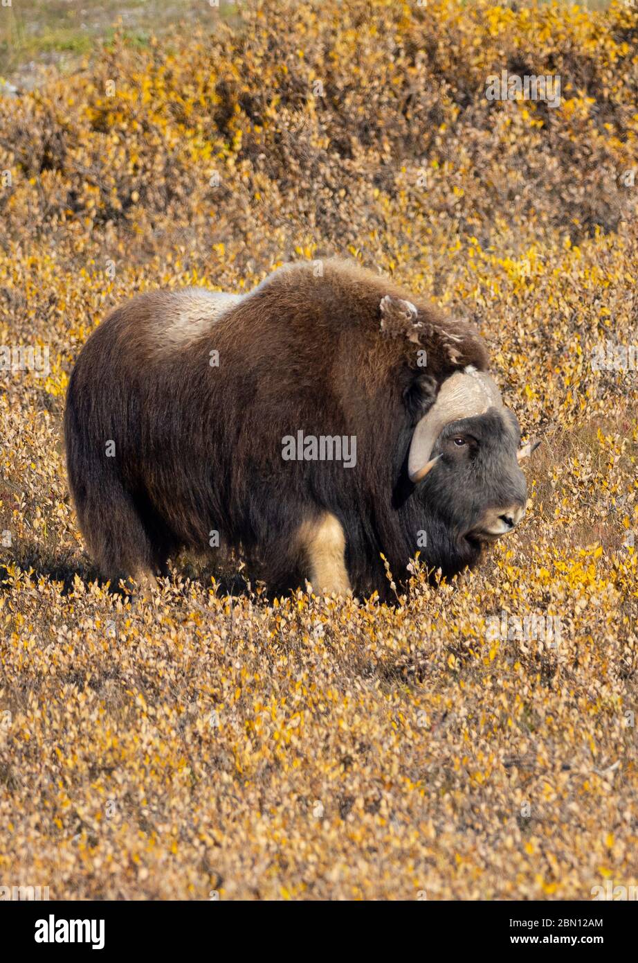 Muschio Ox, autunno, Brooks Range, Artico Alaska. Foto Stock