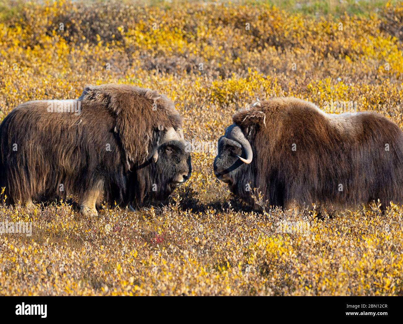 Muschio Ox, autunno, Brooks Range, Artico Alaska. Foto Stock