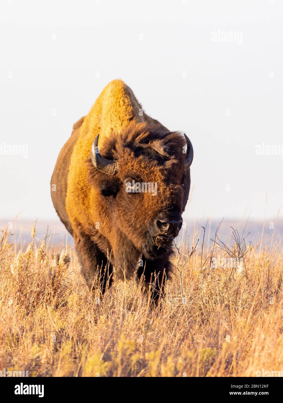 Bison on the Maxwell Wildlife Refuge, vicino Canton, Kansas Foto Stock