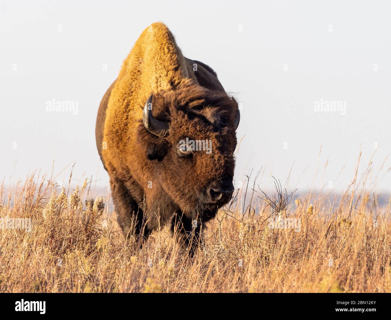 Bison on the Maxwell Wildlife Refuge, vicino Canton, Kansas Foto Stock