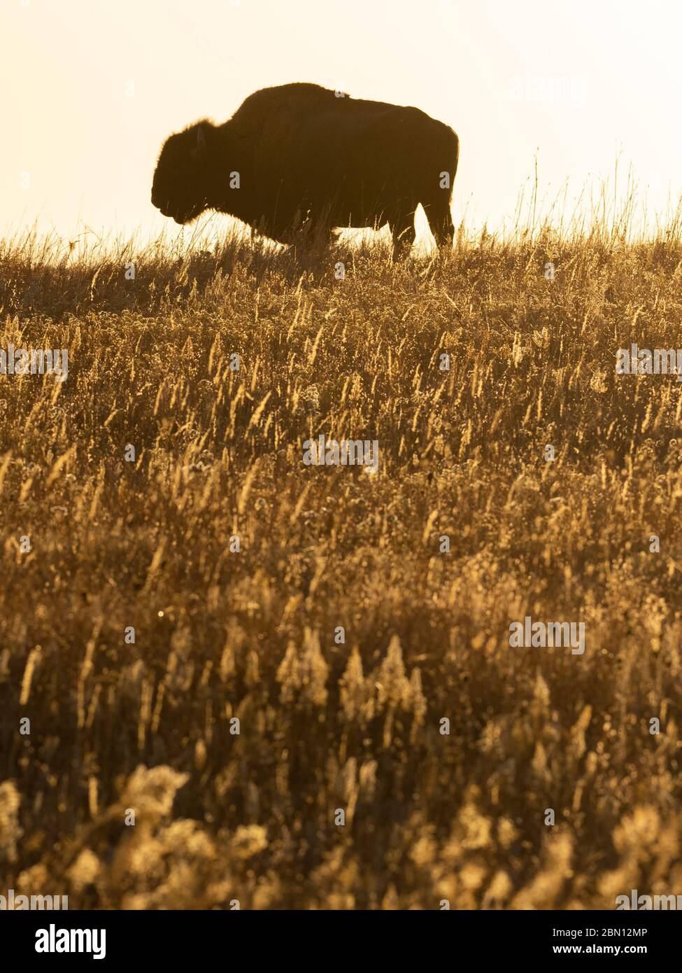 Bison on the Maxwell Wildlife Refuge, vicino Canton, Kansas Foto Stock