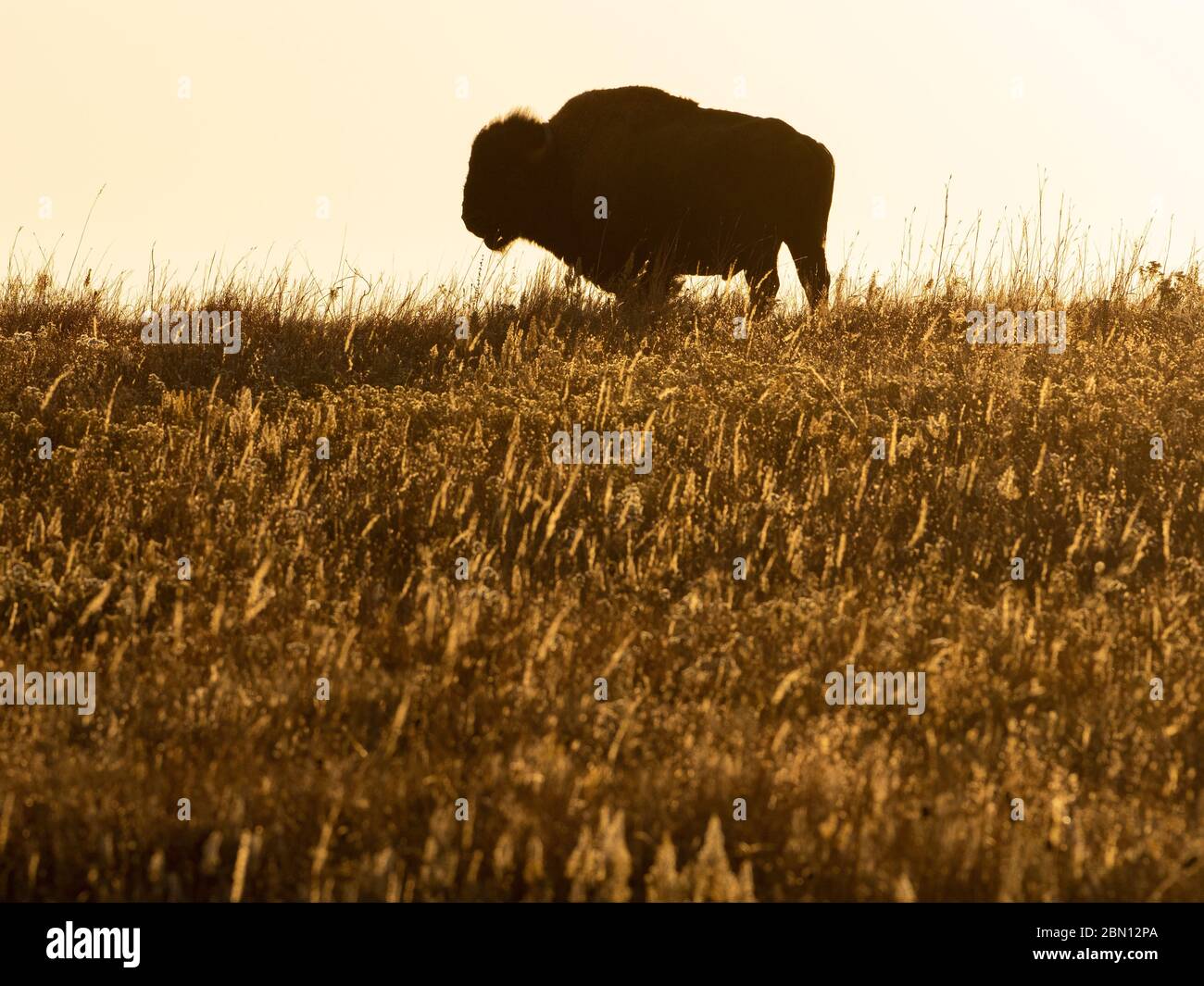 Bison on the Maxwell Wildlife Refuge, vicino Canton, Kansas Foto Stock