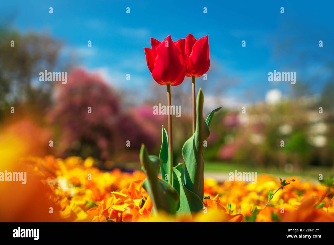 Fiori bellissimi. Tulipani rossi in un giardino nel parco. Foto Stock