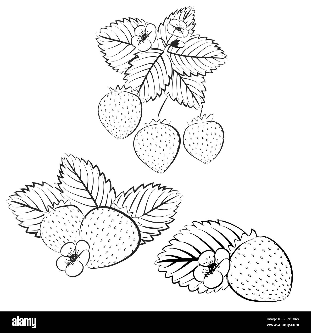 Set di contorni di fragole e piante. Raccolta di fragole contorno. Contorno fragole vettoriali isolate su sfondo bianco. Frutta e berr Illustrazione Vettoriale