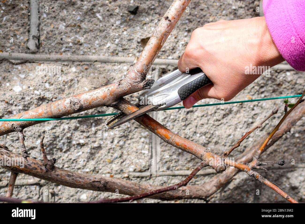 Secateurs taglio rami giovani di alberi di mele. Alberi di potatura in primavera. Foto Stock